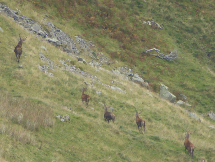 stags